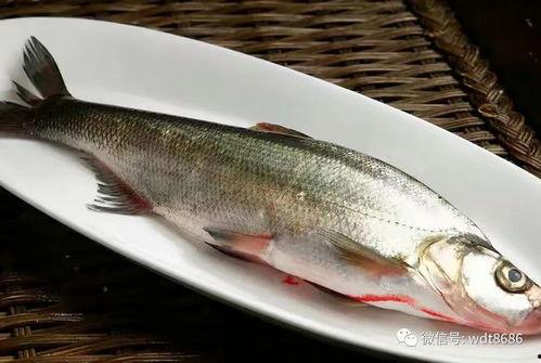 网红吃八瓜鱼视频,口感独特引网友热议！  第1张